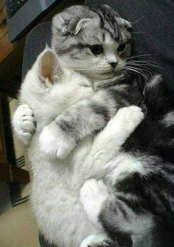 女子坐电梯遭惊魂一瞬后续,电梯惊魂之电梯坠落