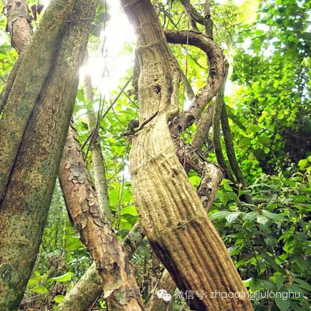 国庆期间花果山属猴的免门票吗,属猴的去花果山要门票吗