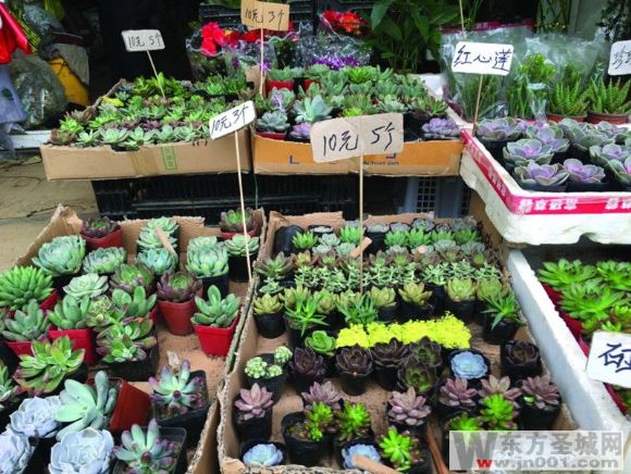 多肉暴跌,多肉崩盘