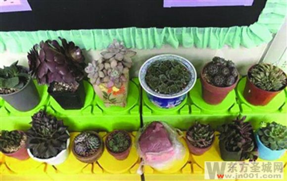 多肉暴跌,多肉崩盘