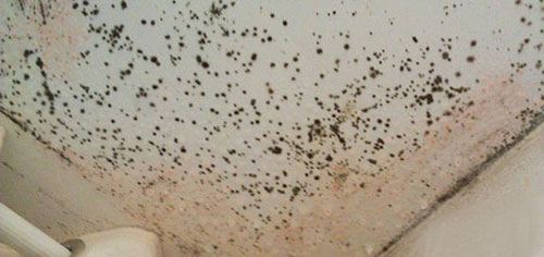 家中墙壁为什么会上霉,墙壁有大面积霉怎么处理