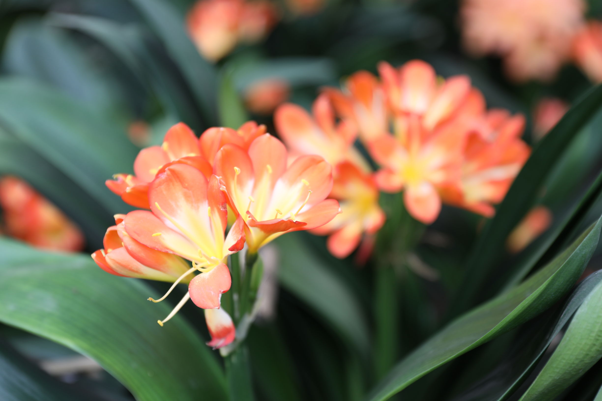 君子兰不开花的原因及解决方法,君子兰不开花的原因和注意事项