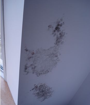 家中墙壁为什么会上霉,墙壁有大面积霉怎么处理