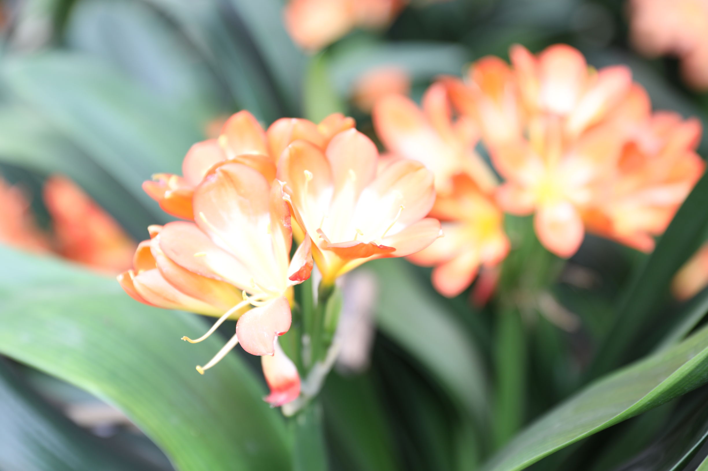 君子兰不开花的原因及解决方法,君子兰不开花的原因和注意事项