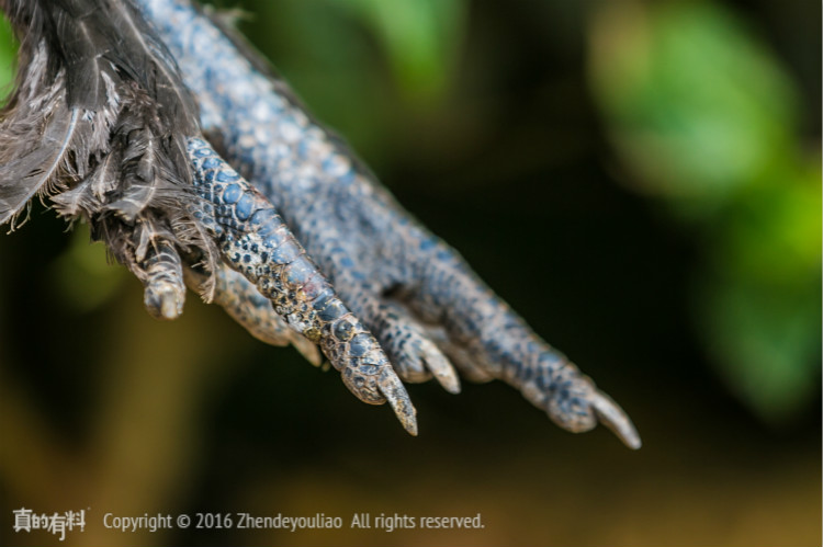 当归红枣乌鸡汤的营养价值有哪些,乌鸡汤怎样炖最好喝最有营养价值