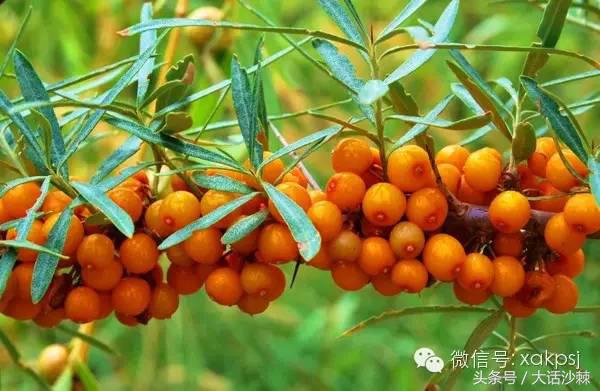 小果子的功效与作用,小果子寓意