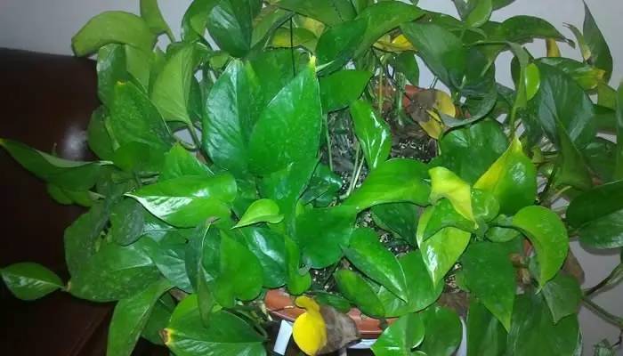 绿萝出现黄叶是因为缺肥料吗,柱形绿萝出现黄叶干叶怎么养