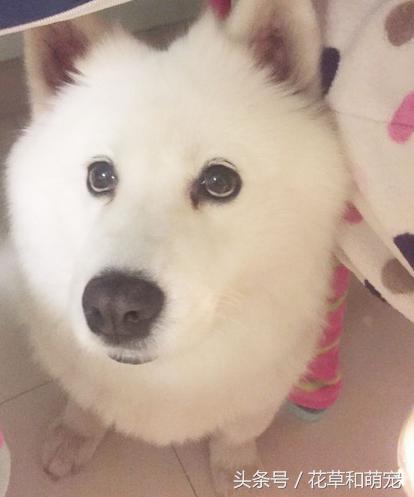 萨摩耶腿短是纯种吗,萨摩耶脚有问题