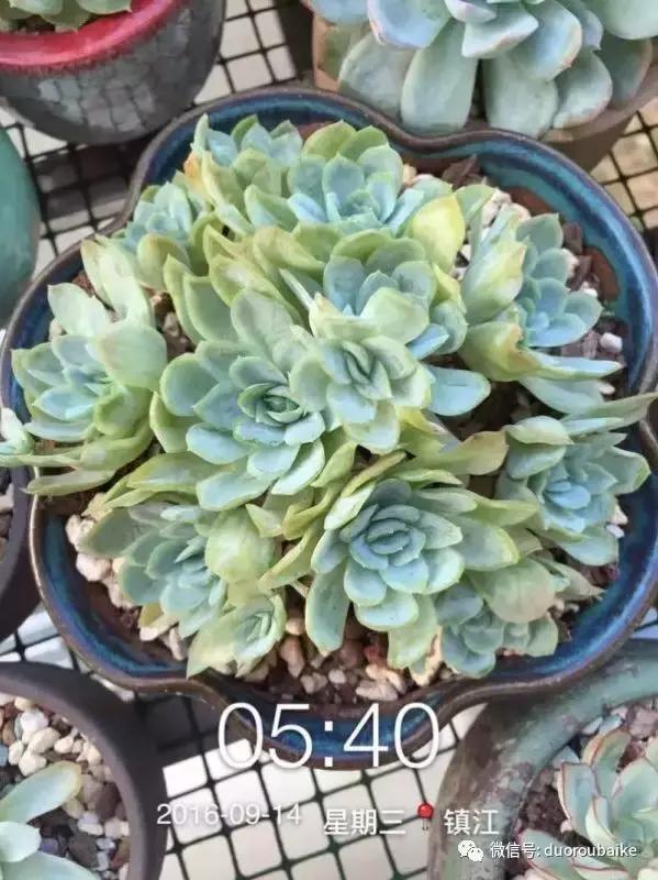一株多肉治愈整个人心,一棵多肉的逆袭