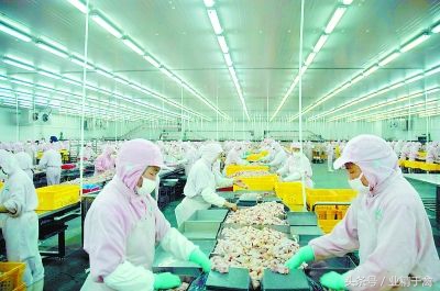 养鸡要多大规模才能赚钱,养鸡一年利润有多大