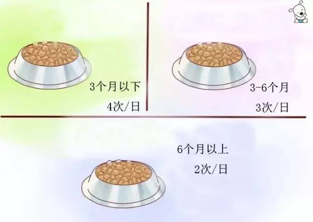 泰迪犬的喂养方法注意事项,泰迪犬的正确喂养方法图解