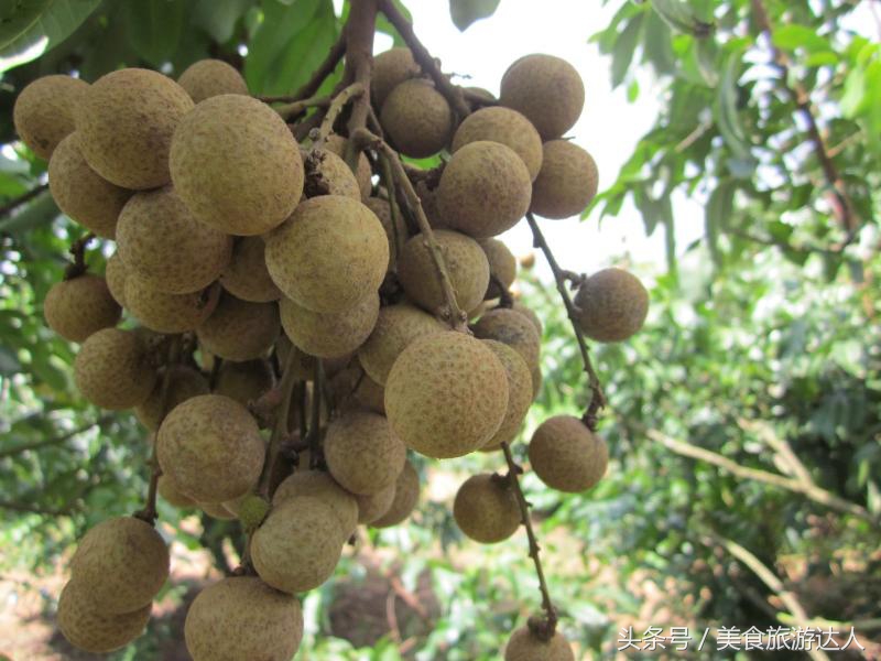 湛江必吃的十大名果,最好吃的十大水果排行