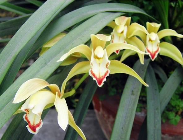 云南最贵的兰花品种有几种,云南兰花名贵品种图片介绍