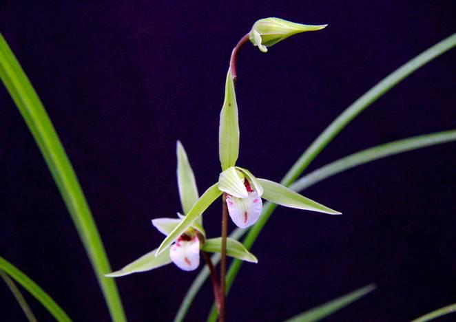 云南最贵的兰花品种有几种,云南兰花名贵品种图片介绍