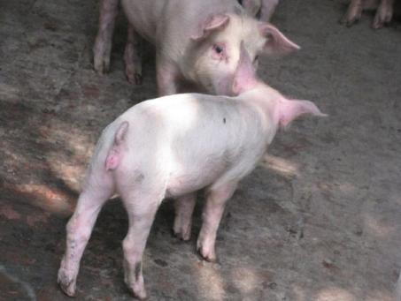 猪霉菌毒素中毒会突然死亡吗,猪黄曲霉菌毒素中毒用什么药