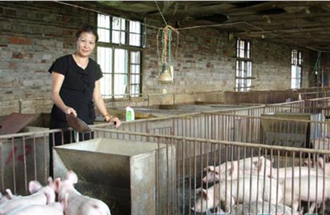 猪霉菌毒素中毒会突然死亡吗,猪黄曲霉菌毒素中毒用什么药