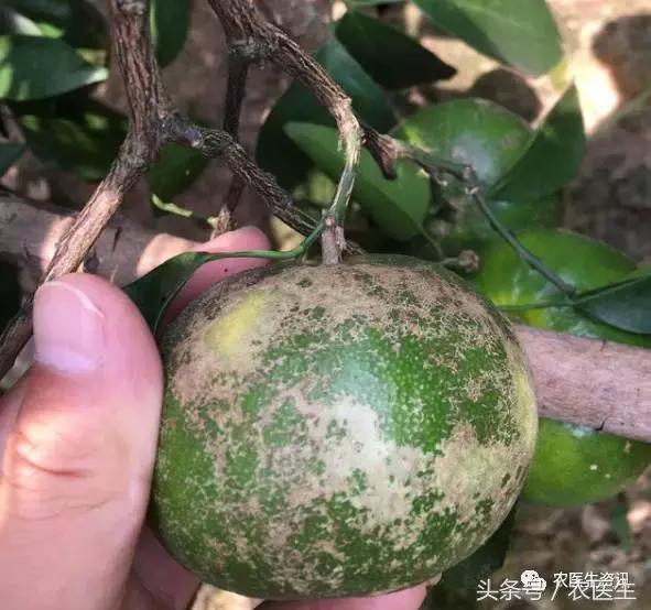 种丝瓜露天病害要什么药水防治,丝瓜炭疽病和角斑病的区别