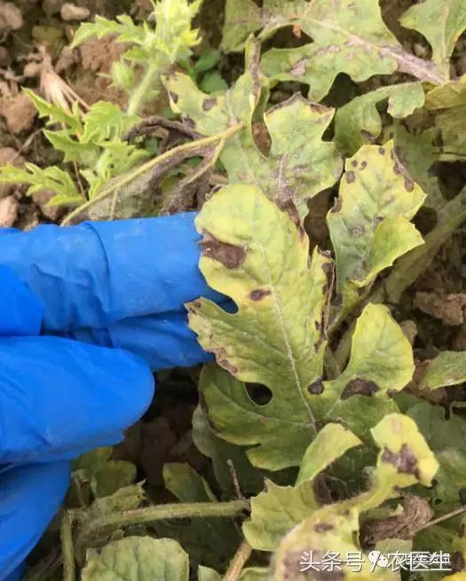 种丝瓜露天病害要什么药水防治,丝瓜炭疽病和角斑病的区别