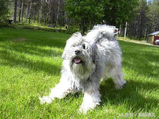 世界上最贵的三种狗狗是哪些,世界上最贵的十种宠物狗