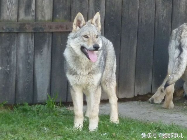 世界上最贵的三种狗狗是哪些,世界上最贵的十种宠物狗