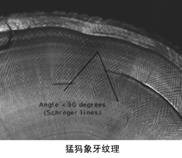 树脂合成猛犸与真猛犸象牙的区别,满文猛犸象牙和非满文猛犸象牙