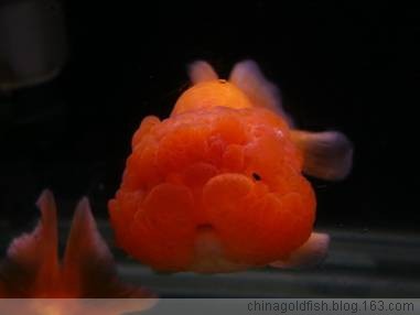 河里的金鱼是什么品种的金鱼,金鱼品种有很多你都知道哪些品种