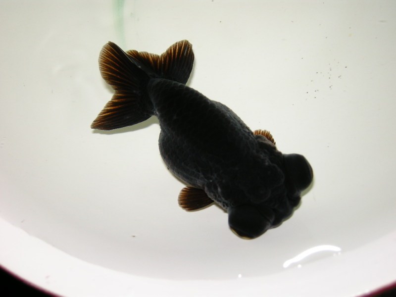 河里的金鱼是什么品种的金鱼,金鱼品种有很多你都知道哪些品种