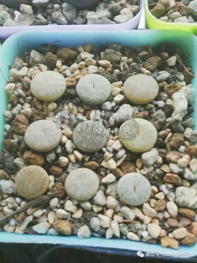 花能解语还多事的读音,一年生石花养护