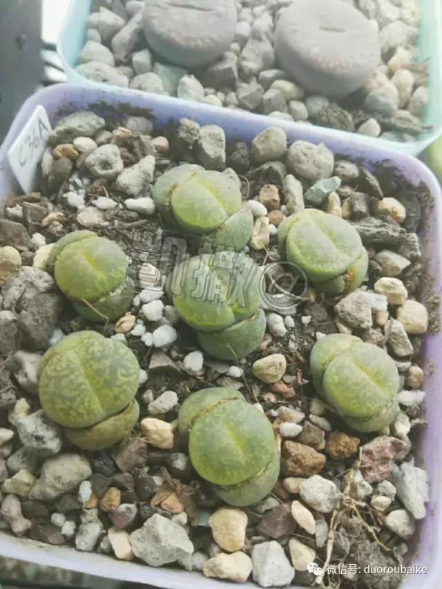 花能解语还多事的读音,一年生石花养护