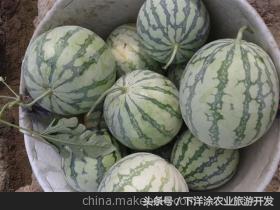 十里春风不如相约下洋涂,宁波不得不去的旅游胜地