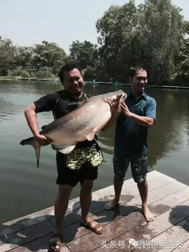 泰国巨骨舌鱼钓场位置,泰国钓鱼钓巨物位置