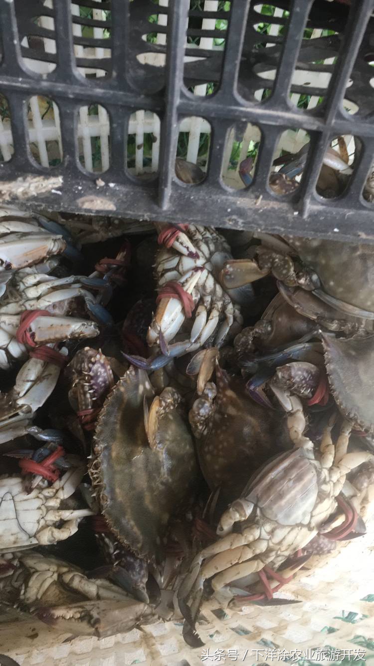 十里春风不如相约下洋涂,宁波不得不去的旅游胜地