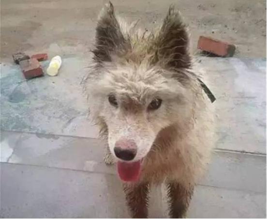 狗狗雨衣宠物防水外套,夏季狗狗雨衣推荐