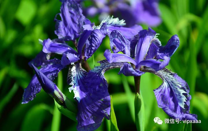 这13种开紫色花的花卉你认识几种,五种常见蓝色花