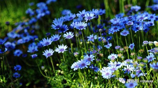 这13种开紫色花的花卉你认识几种,五种常见蓝色花