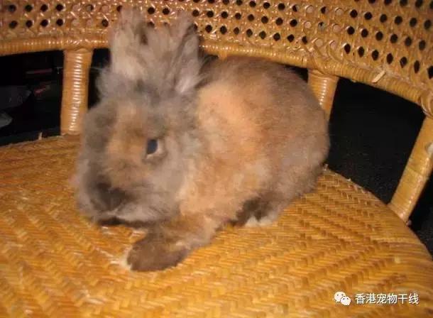 兔子养了几天不想养了,自从养了兔子就开始天天不顺