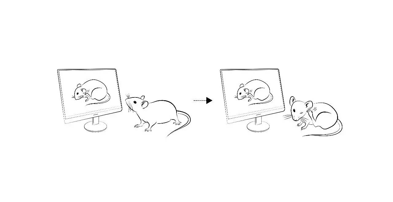 小鼠挠痒正常吗,小鼠挠痒是怎么回事