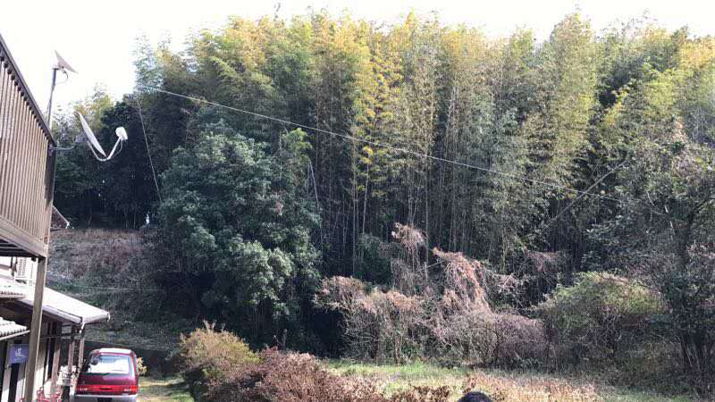 阿卡红珊瑚多少一克,阿卡珊瑚普通级别多少一克