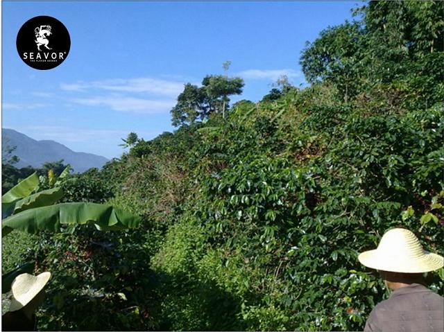 高海拔区的咖啡豆,咖啡豆适合的海拔环境