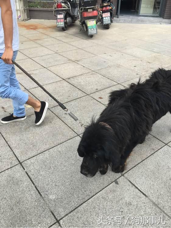 藏獒是不是对主人很温顺,藏獒忠诚护主吗