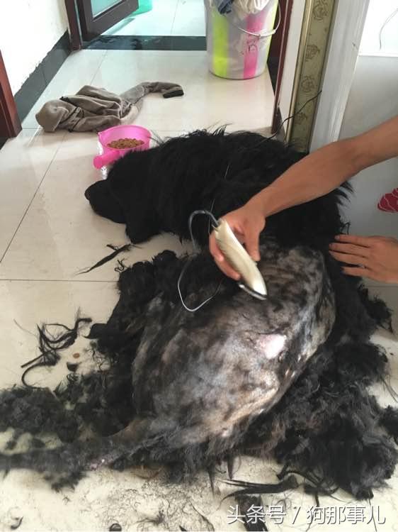 藏獒是不是对主人很温顺,藏獒忠诚护主吗