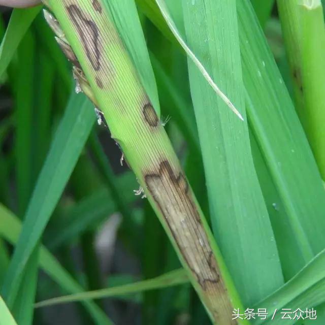 水稻除草剂药害怎么缓解,水稻发生除草剂药害怎么补救