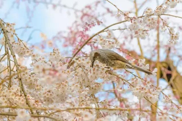 日本东京三大赏樱花胜地,2020年日本樱花季观赏最全攻略