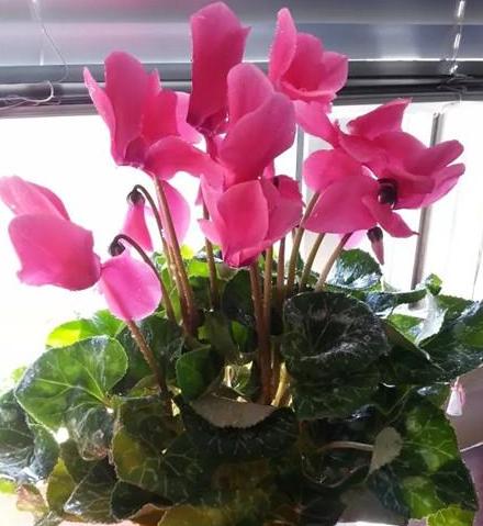 枯萎的花不能要了就该扔到垃圾桶,这五种花千万不要买