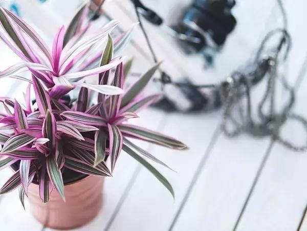 十大室内最好养活的绿植排行榜,绿植大全1000种