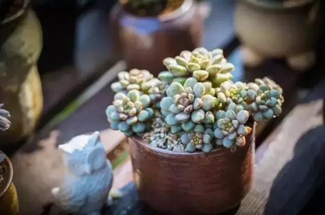 十大室内最好养活的绿植排行榜,绿植大全1000种