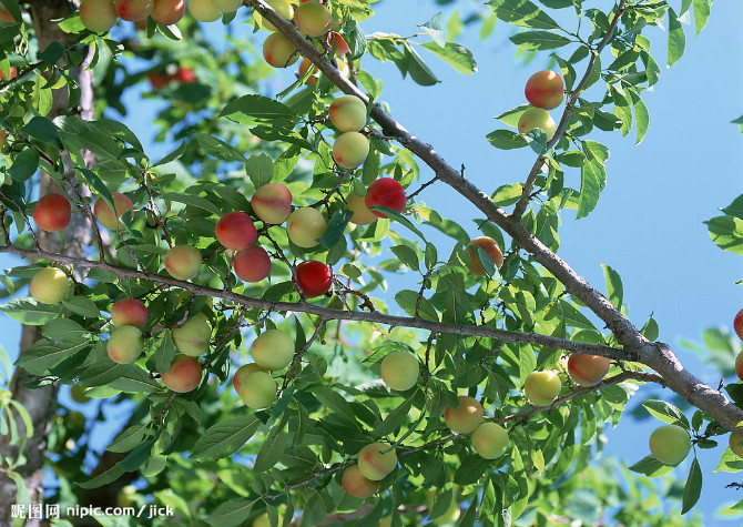 水果怎么挑选视频,水果展示柜和风幕柜