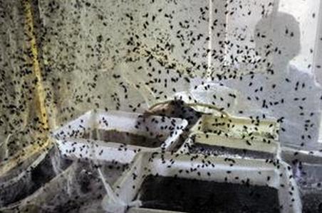 养苍蝇挣钱,养苍蝇到底赚不赚钱