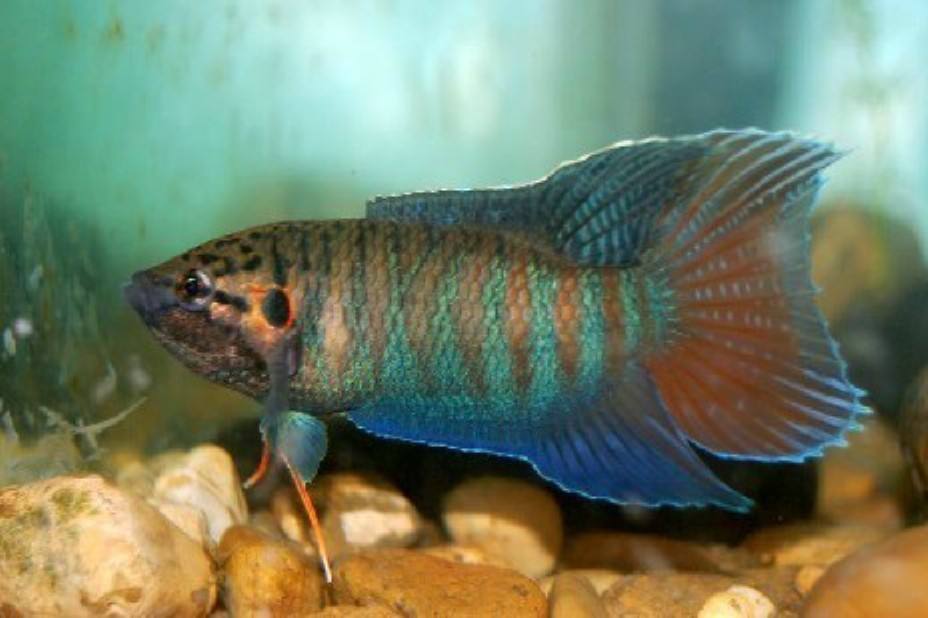 常见原生缸鱼,广西常见原生鱼