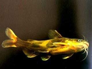 常见原生缸鱼,广西常见原生鱼